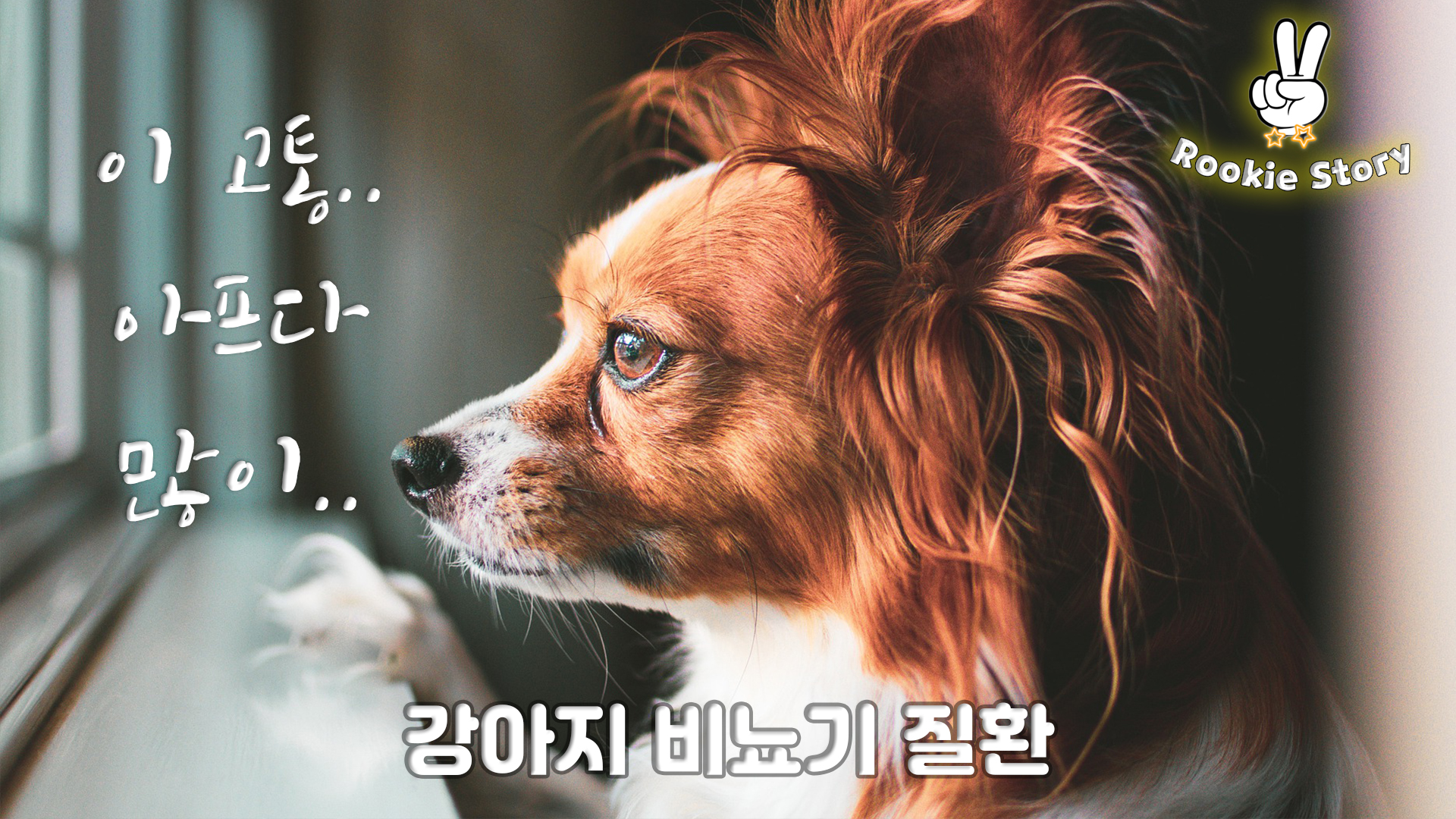  강아지 방광 결석 방광염 신장 결석 비뇨기 질환