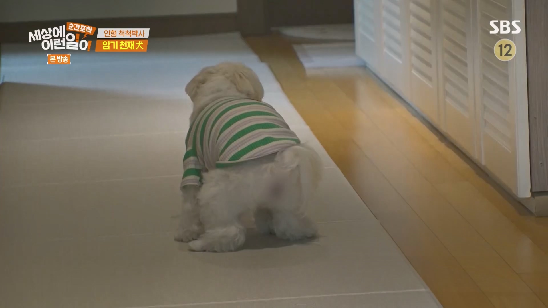 순간포착 세상에 이런일이.E1266.240224p.H264-F1RST.mp4_20240225_162509.765.jpg