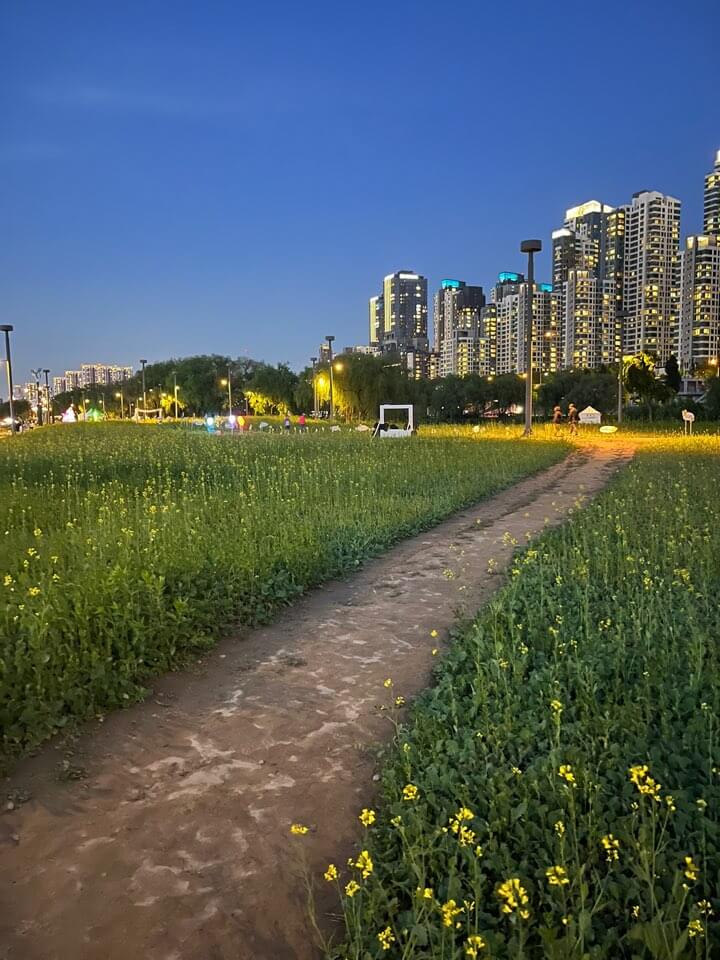 서래섬 유채꽃 개화 상태