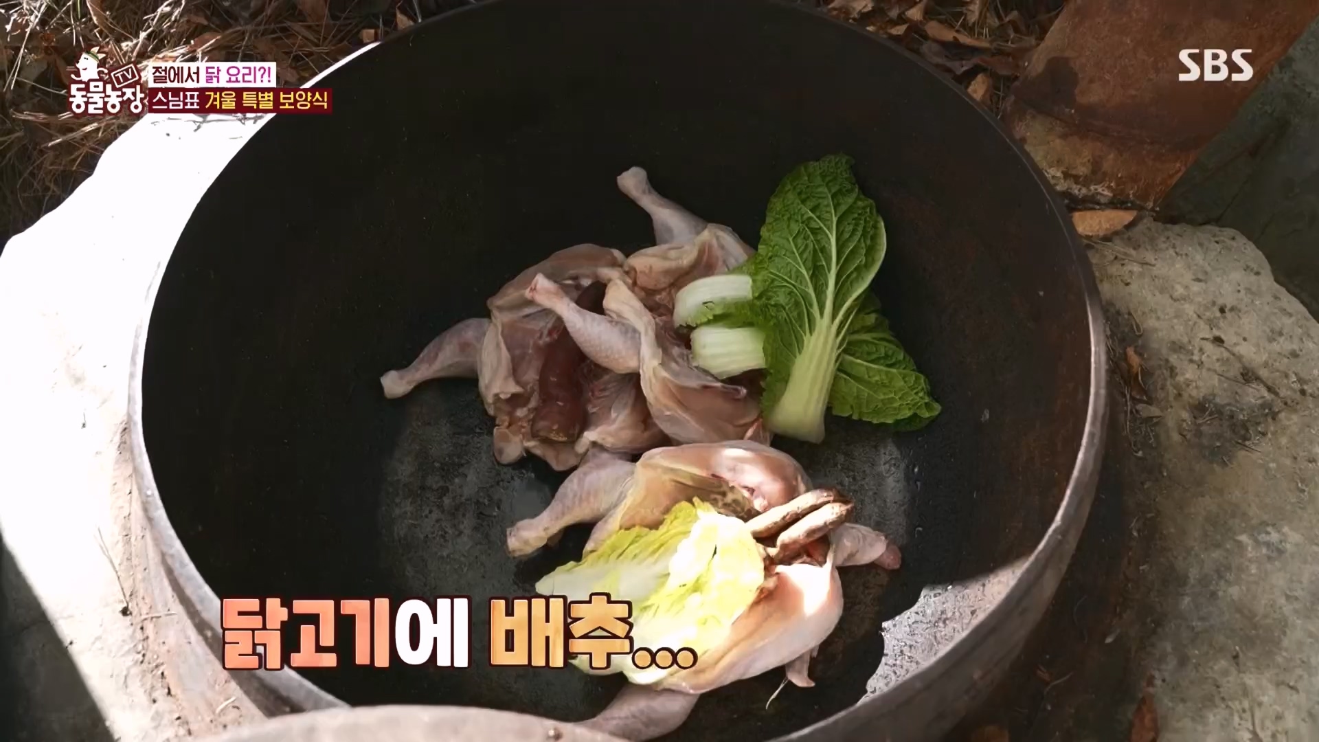 TV 동물농장.E1149.231210p.H264-F1RST.mp4_20231210_171051.439.jpg