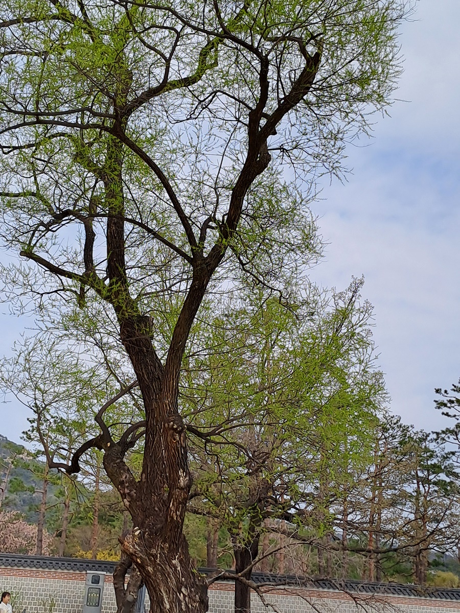 하향정-느티나무