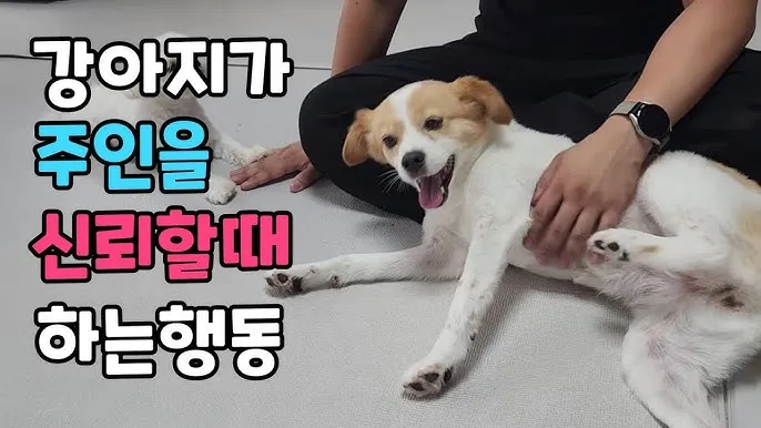 강아지 행동별 특징 의미 강아지 신호 해석 방법_8