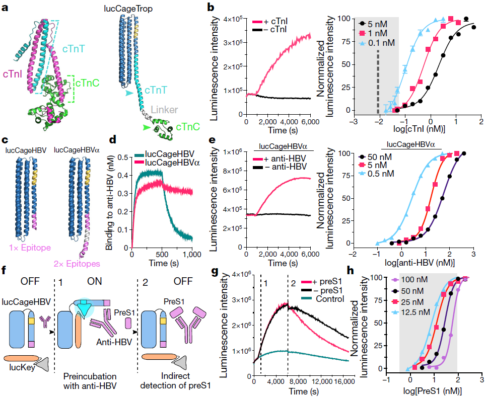 20240814 De novo design of modular and tunable protein biosensors