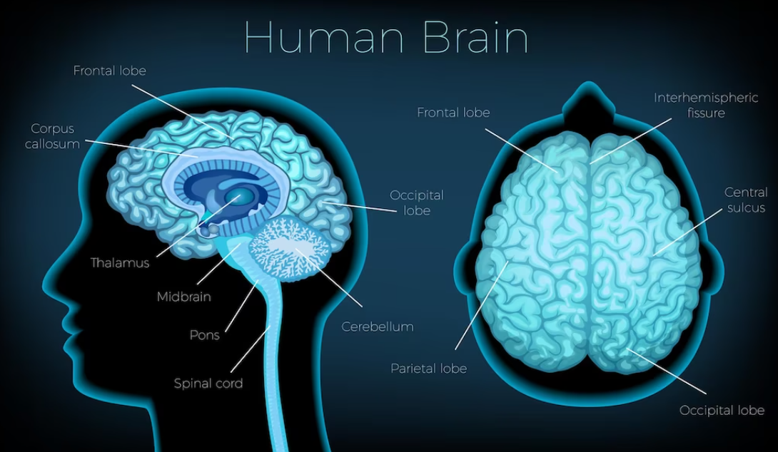 인간의 두뇌와 도파민