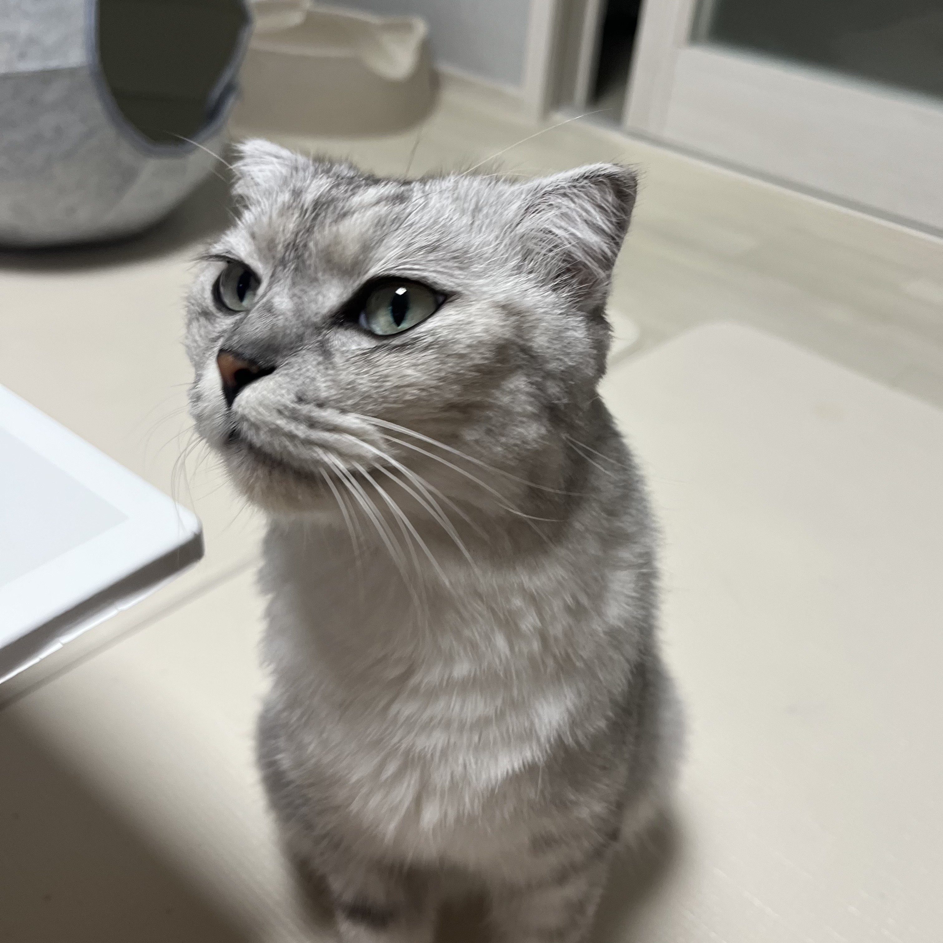 고양이 턱드름