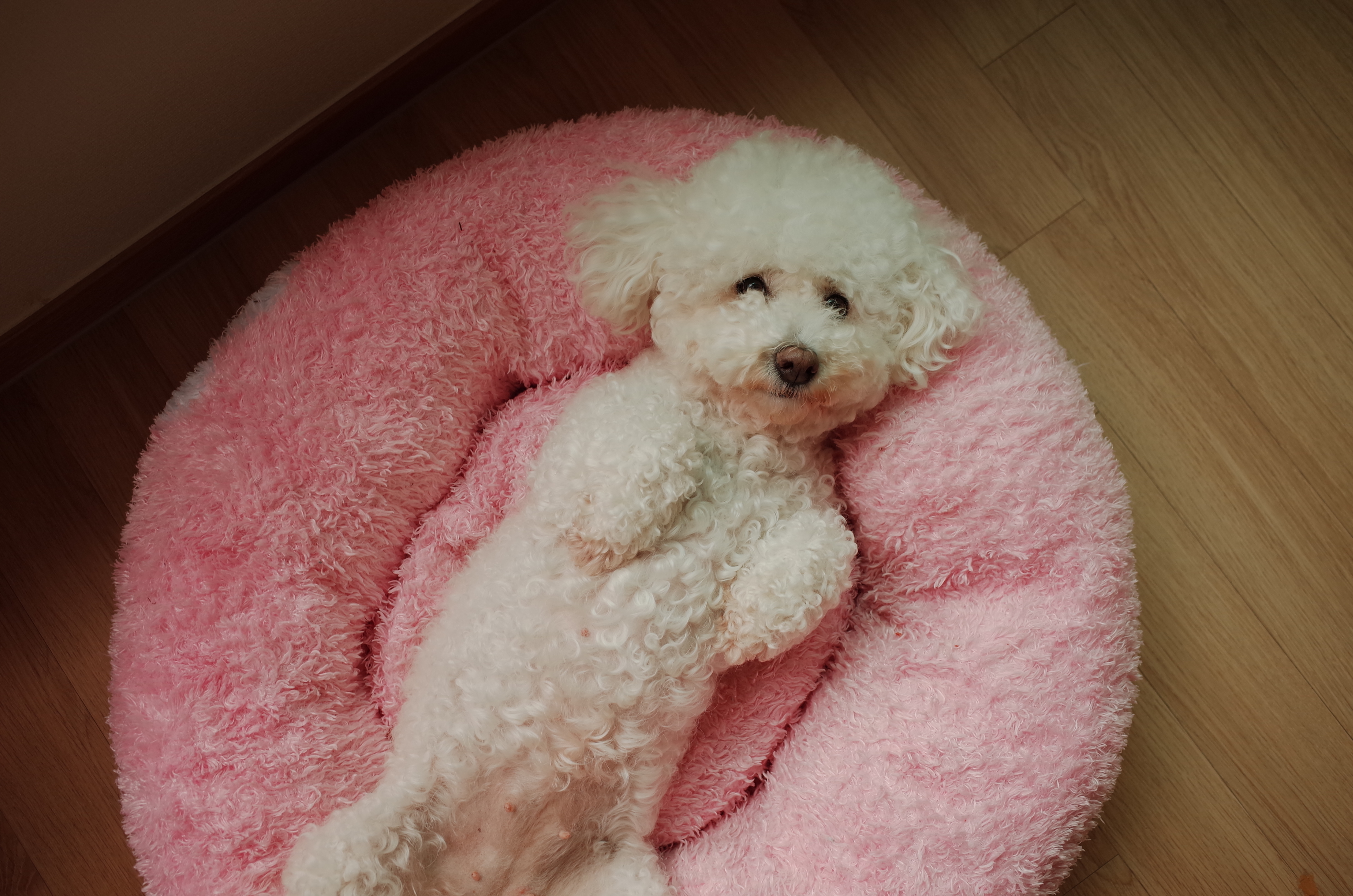 분홍색_쿠션_위에서_배_보이며_누워있는_흰색_푸들_밍밍이