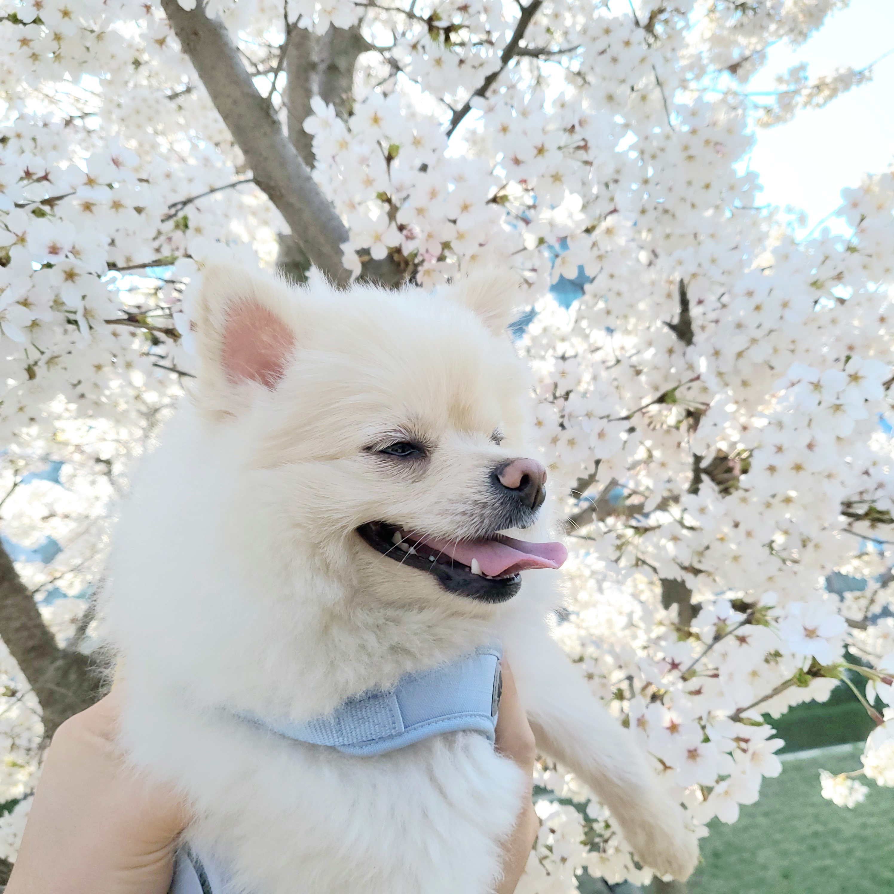  [댕댕이 춘식이] 자기소개서