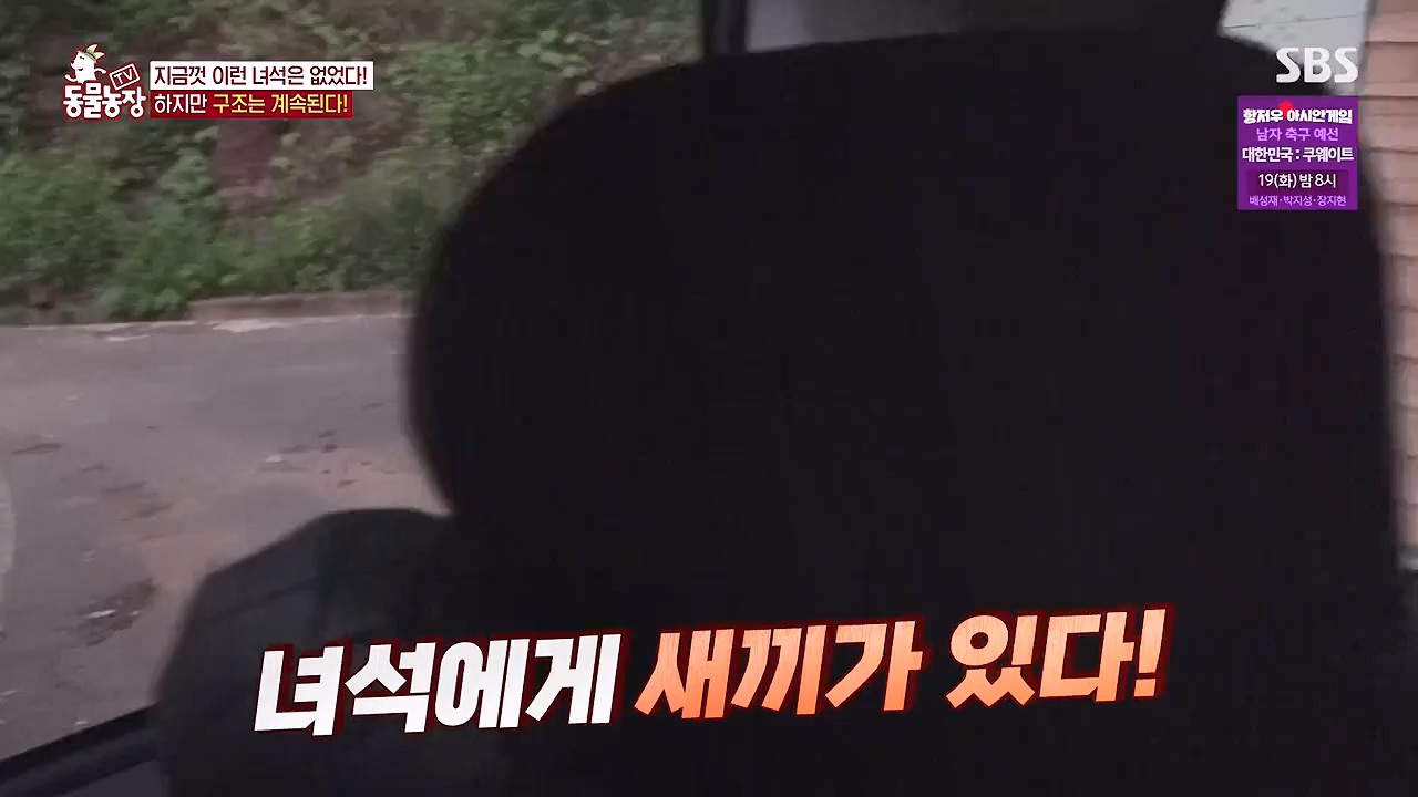 TV 동물농장.E1138.230918p-NEXT.mp4_20230917_174254.882.jpg