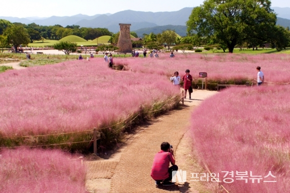 벚꽃뮬리 이미지