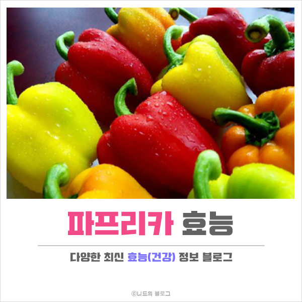  파프리카 효능 정리