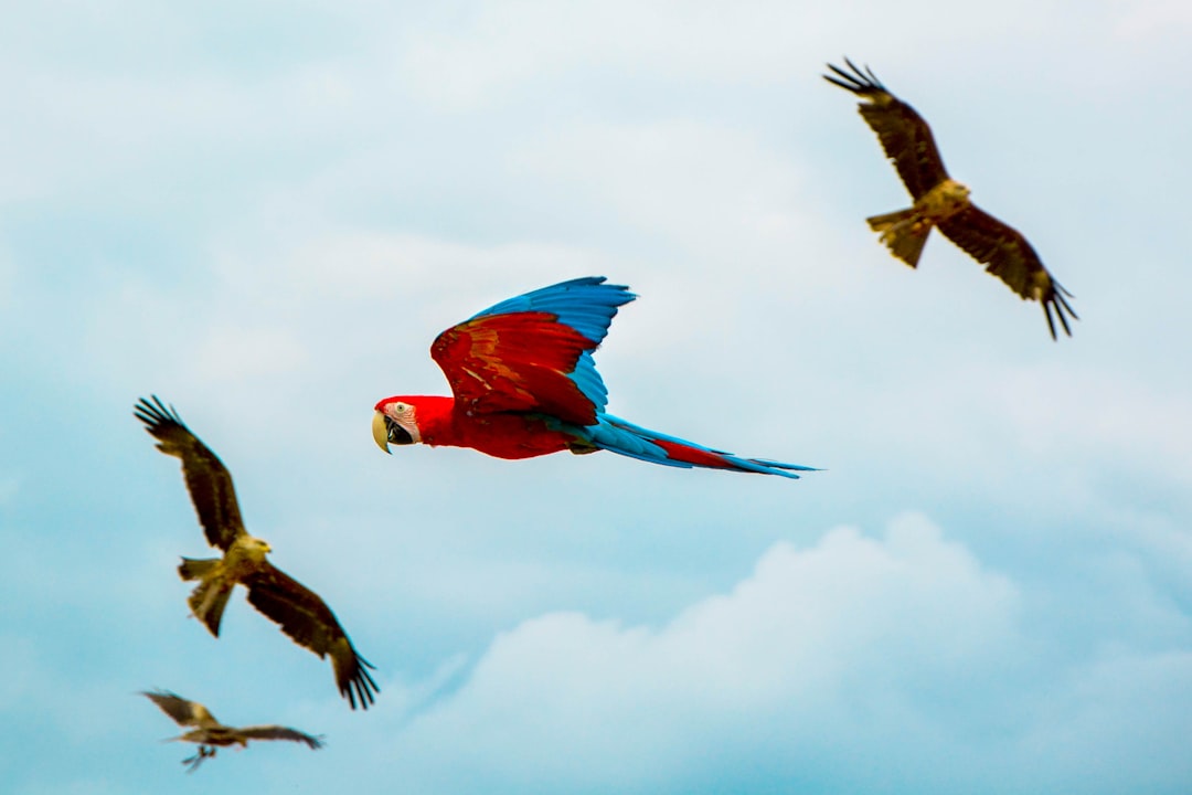 Parrot