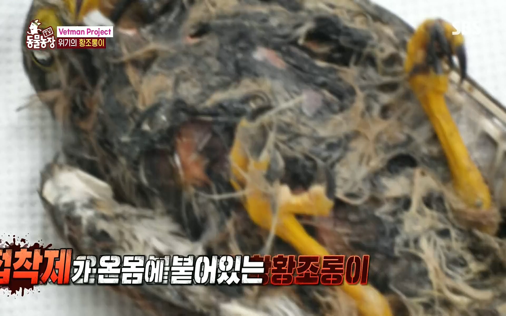 TV 동물농장.E1081.220807p.H264-F1RST.mp4_20220807_213628.992.jpg