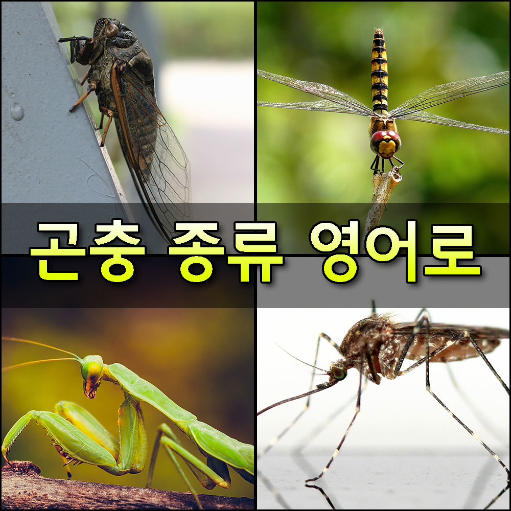 곤충종류영어단어