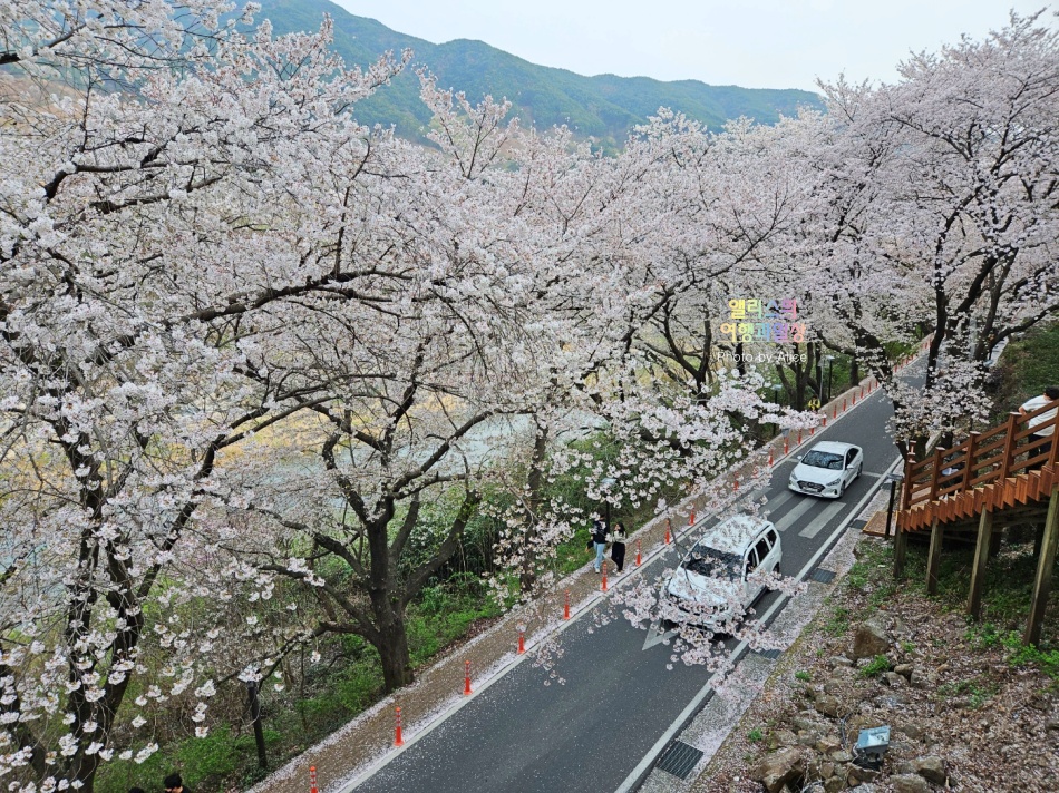 벚꽃... 미쳤다! 하동 십리벚꽃길 쌍계사 벚꽃 국내 벚꽃 최고 명소