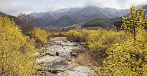 구례 산수유 마을 꽃 이미지