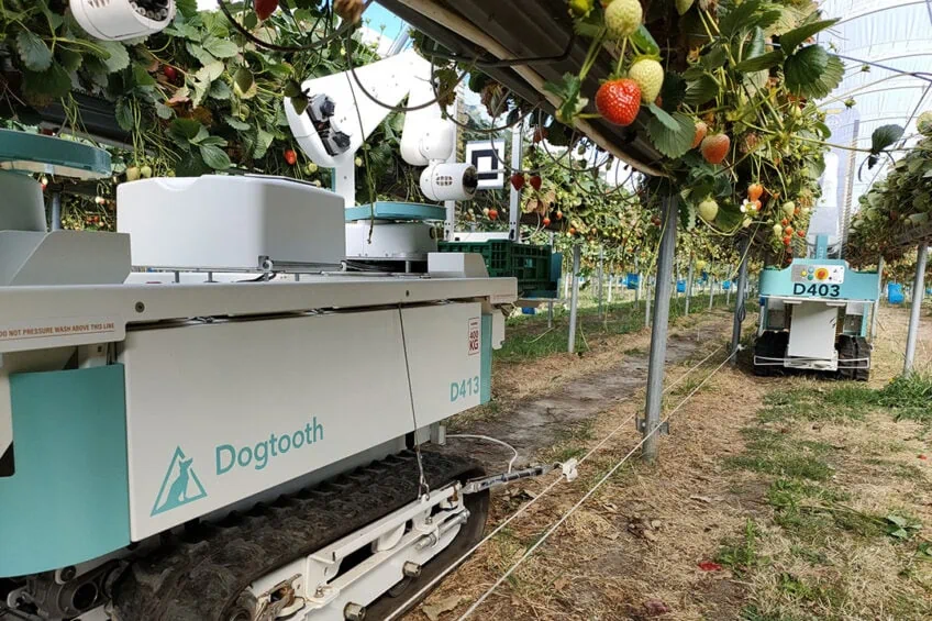  Australian effort to deliver robot-ready strawberries