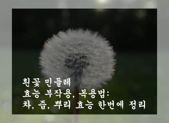  흰꽃 민들레 효능 부작용, 복용법: 차, 즙, 뿌리 효능 한번에 정리