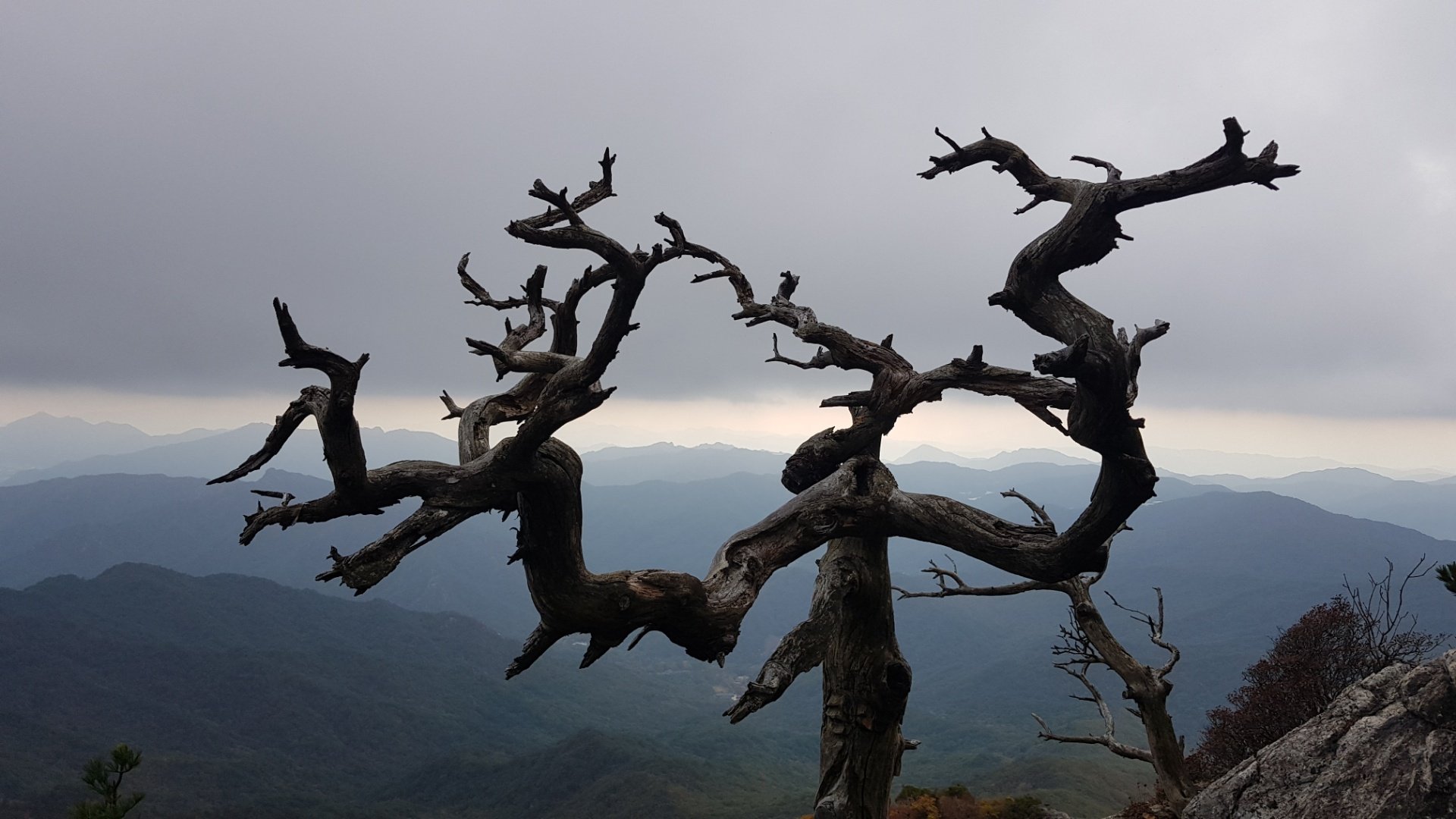 성주 가야산 소나무