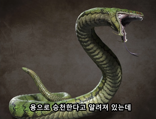 "실제로 목격된 이무기"에 대한 이야기 기사까지 났던 실제 사건,실존했다는 증거!