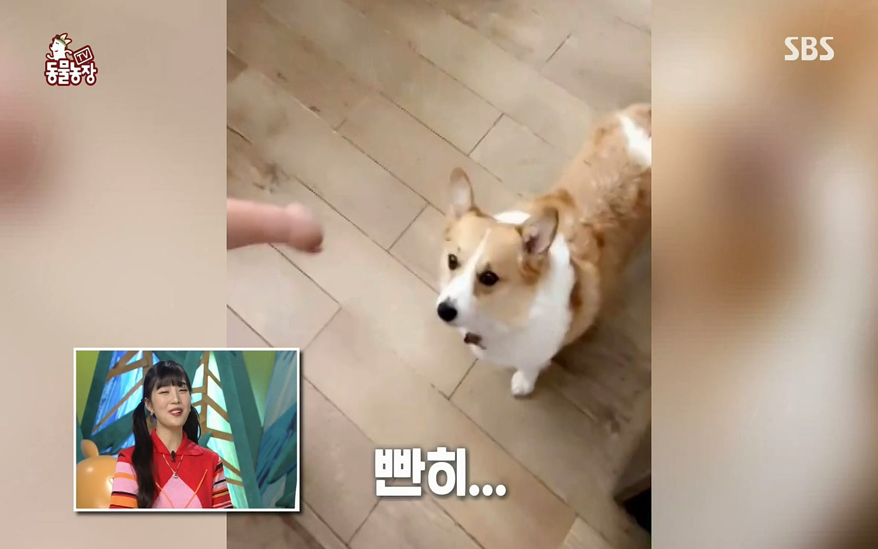 TV 동물농장.E1067.220501p.H264-F1RST.mp4_20220501_184951.103.jpg