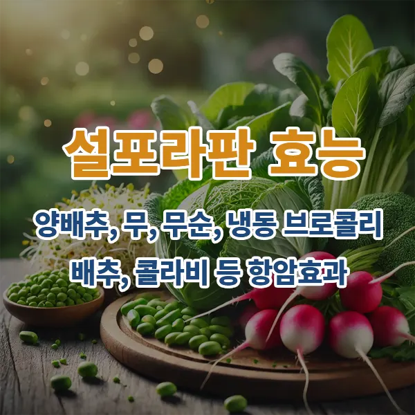 설포라판 효능: 양배추, 무, 무순, 냉동 브로콜리, 배추, 콜라비 등 항암효과
