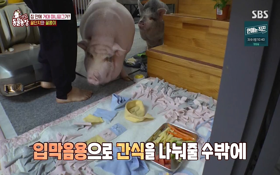 TV 동물농장.E1080.220732p-NEXT.mp4_20220731_174227.368.jpg