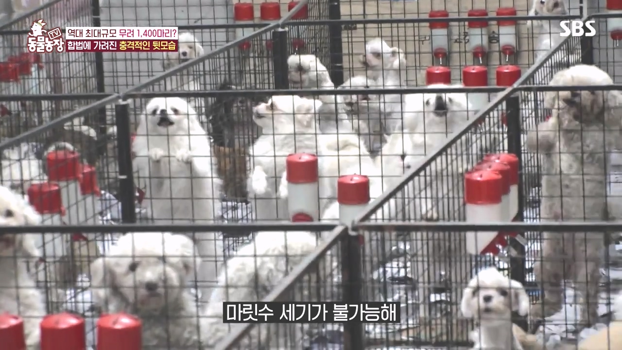 TV 동물농장.E1142.231023p-NEXT.mp4_20231022_171928.877.jpg