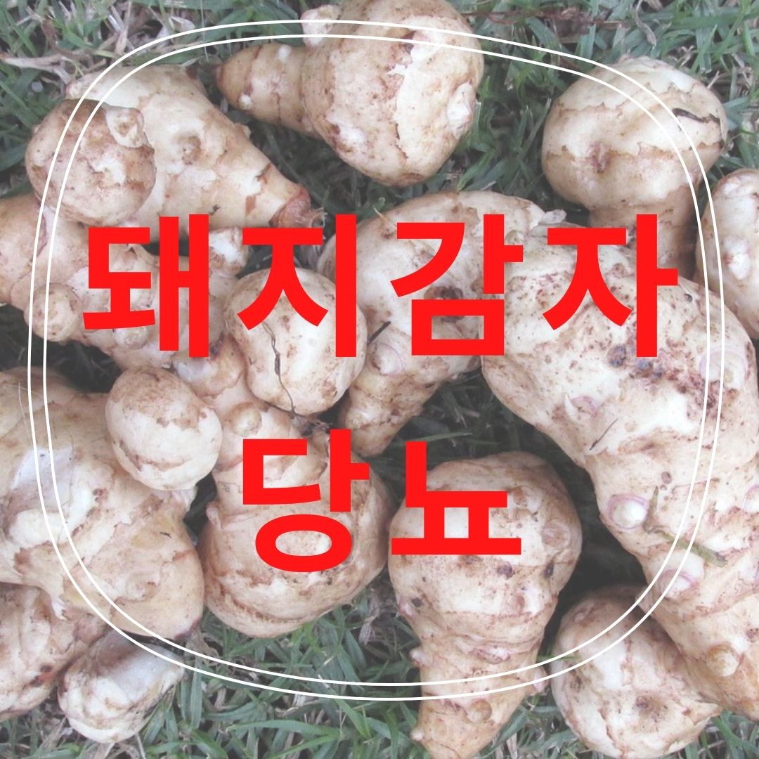  돼지감자 당뇨에 좋은이유?