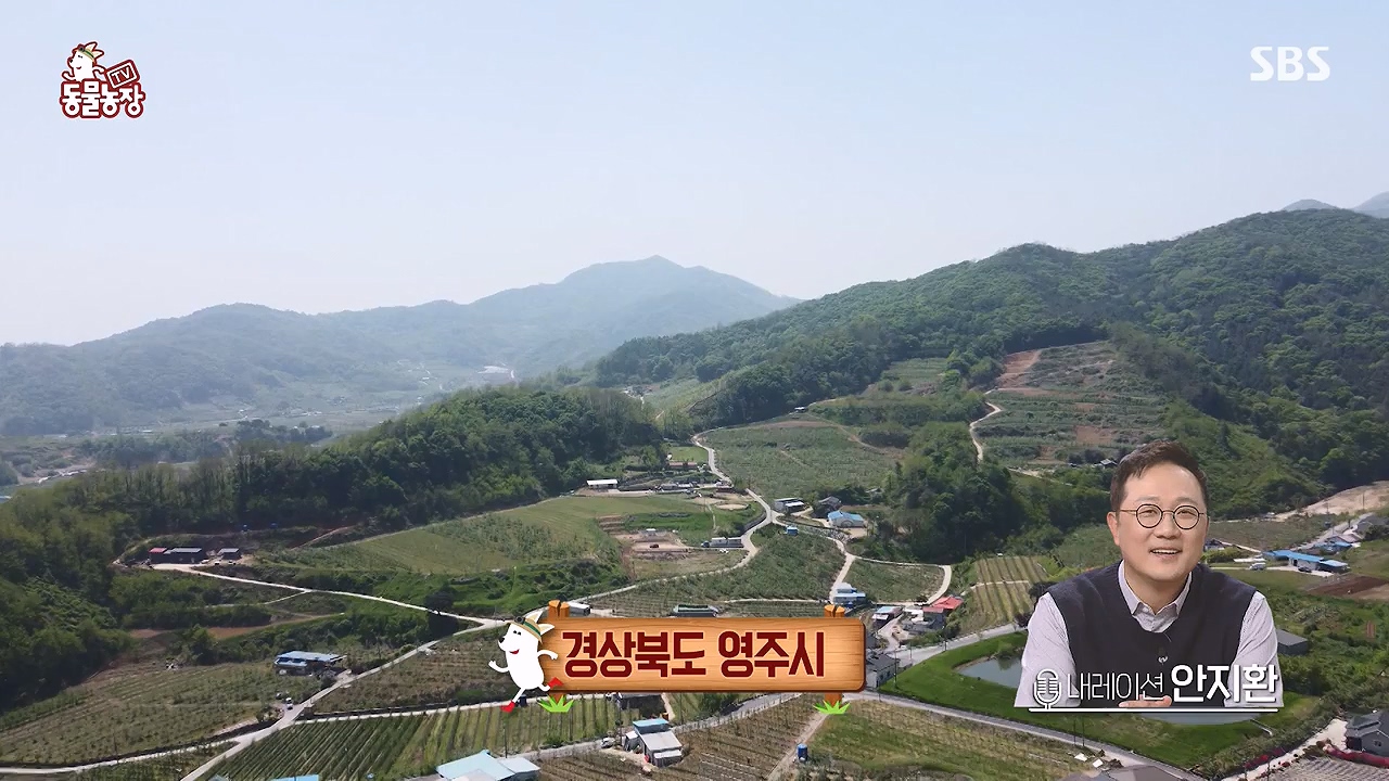 TV 동물농장.E1176.240617p-NEXT.mp4_20240616_171017.809.jpg