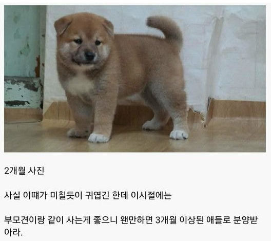  시바견 성장 과정.jpg