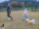 교육의 필요성 #부산 애견훈련소 #강아지훈련 애견의 문제행동, 보호자의 14
