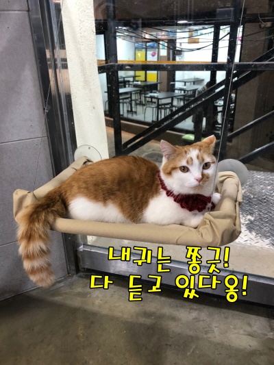 고양이 청력에 대해 알아보기! 고양이가 싫어하는 소리, 무서워하는 소리는 무엇일까요? 고양이 청력에 대해 알아보기! 고양이가 싫어하는 소리, 무서워하는 소리는 무엇일까요?