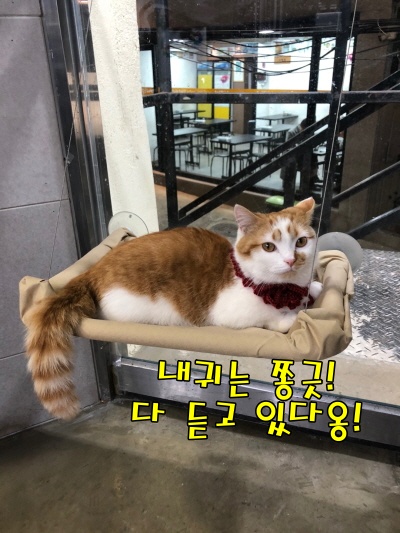 귀여운고양이