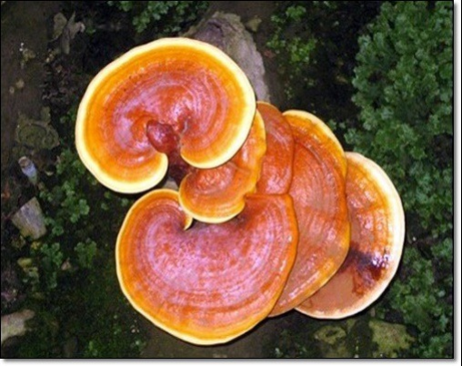 영지버섯 효능 및 부작용 10