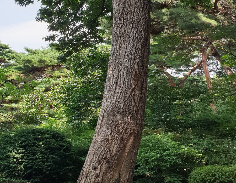 홍릉숲-참나무에-옹기종기-모여있는-장수풍뎅이-모습