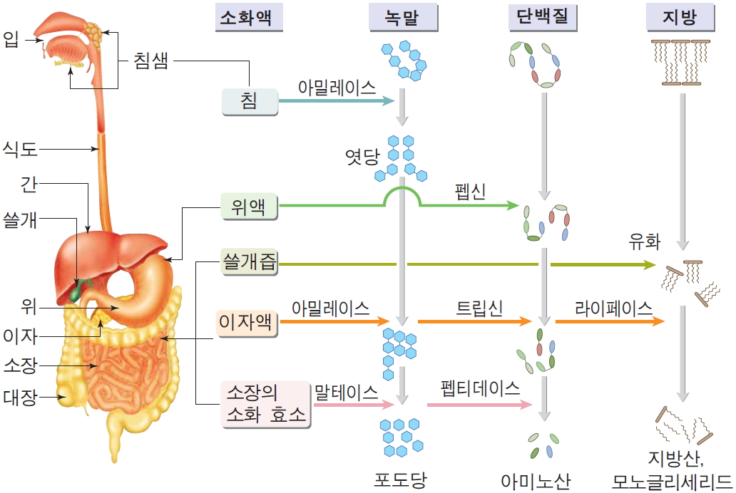 소화체계