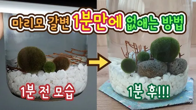 마리모 키우기 세트 밥 번식 먹이 죽음_3