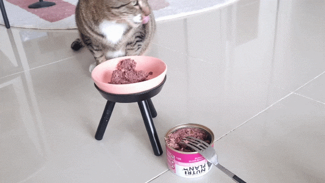 구냥이 고양이캔으로 네 건강관리해요 12