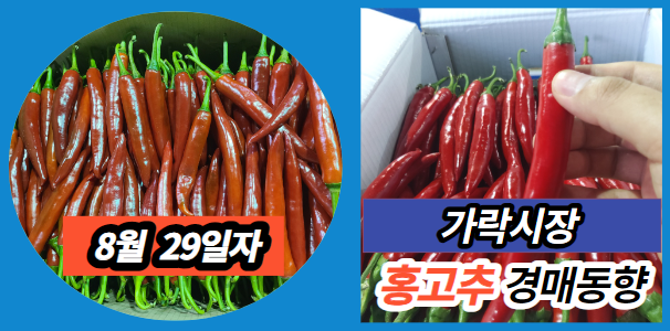  [경매사 일일보고] 8월 29일자 가락시장 홍고추 경매동향을 살펴보겠습니다!