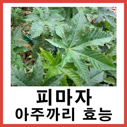 아주까리 효능