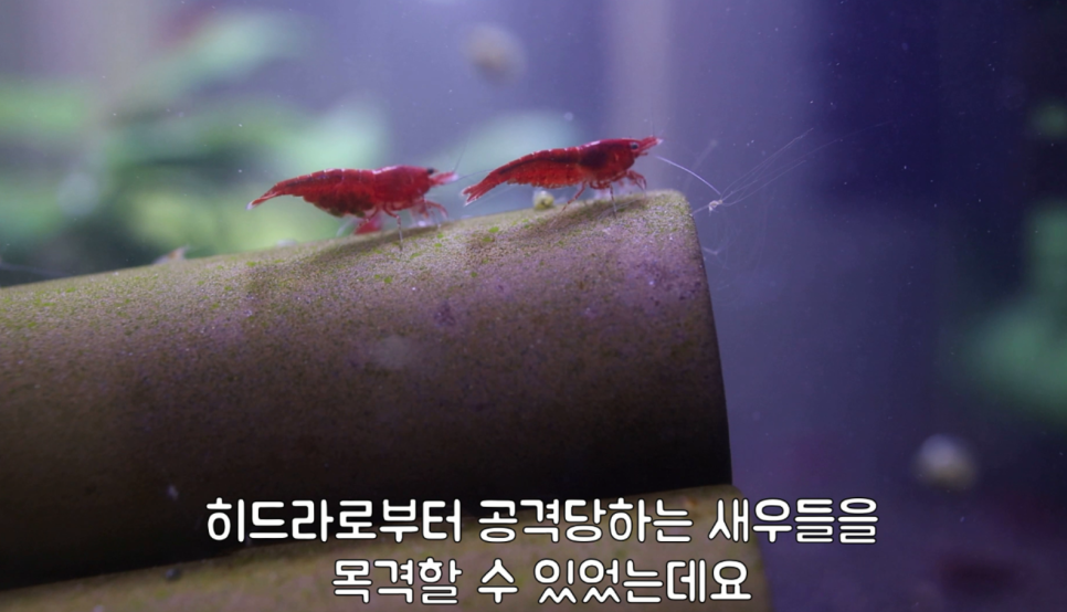 히드라 불청객 제거방법 9