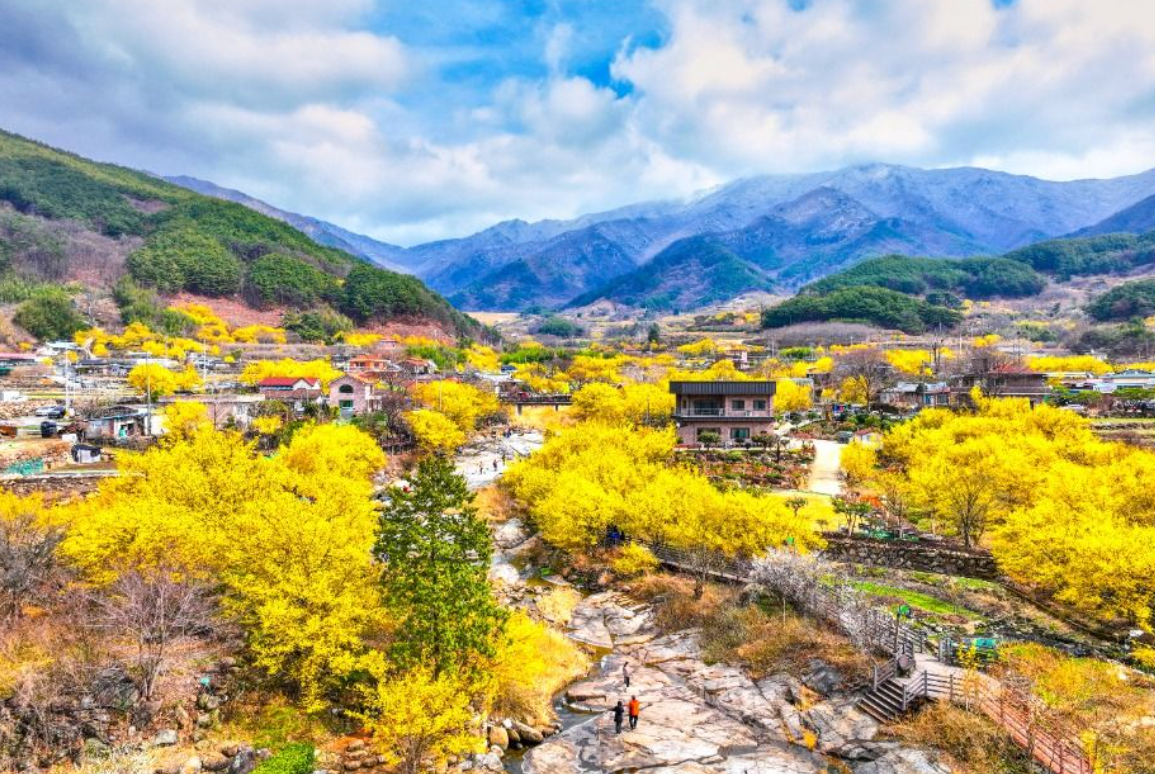 구례 산수유축제 기간 (2025년 개화시기) 안내