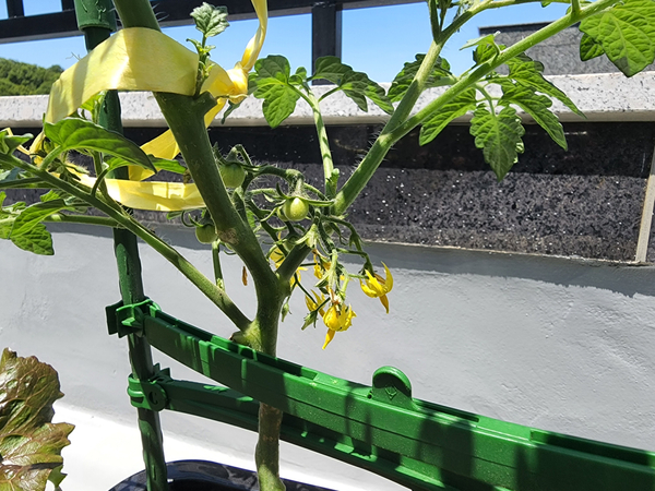 테라스 텃밭 집에서 방울토마토를 기르다 26