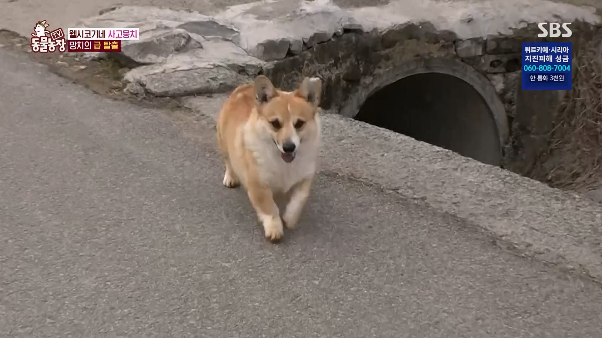 TV 동물농장.E1108.230212p.H264-F1RST.mp4_20230212_182134.928.jpg