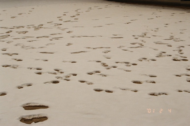 중고 펜탁스 SF7 자동차 필름 카메라 이야기. 결과는 9개월만에 나왔다. 27