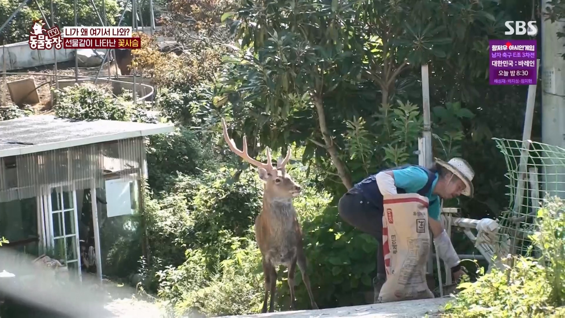 TV 동물농장.E1139.230924p.H264-F1RST.mp4_20230924_171457.883.jpg