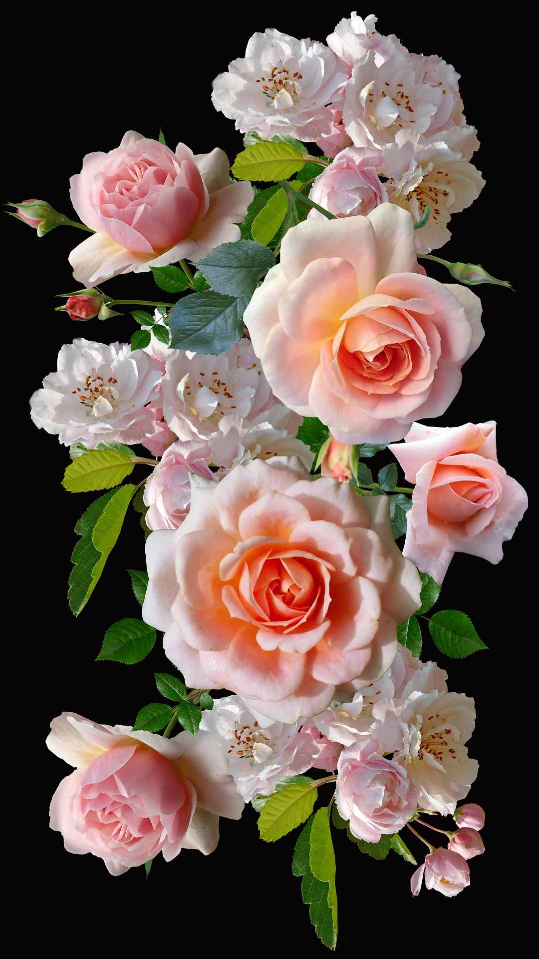 Rose Flower iPhone Wallpaper
