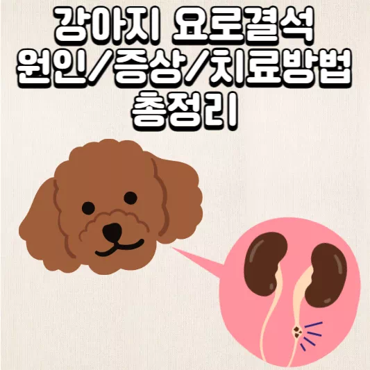 강아지-요로결석
강아지-요로결석-수술
강아지-요로결석-치료비용
강아지-요로
강아지-방광염