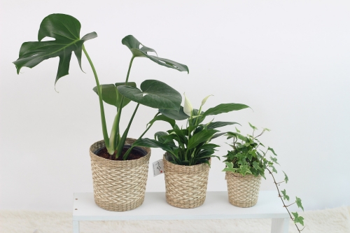 3개화분-초록잎식물