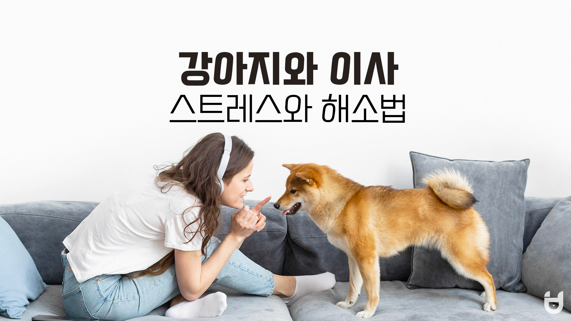  강아지 이사 스트레스, 새 집으로 이사 후 강아지 이상행동과 해소법
